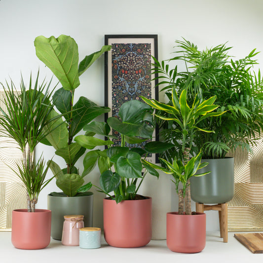 Ultimate Interior Statement | Plant Bundle | 