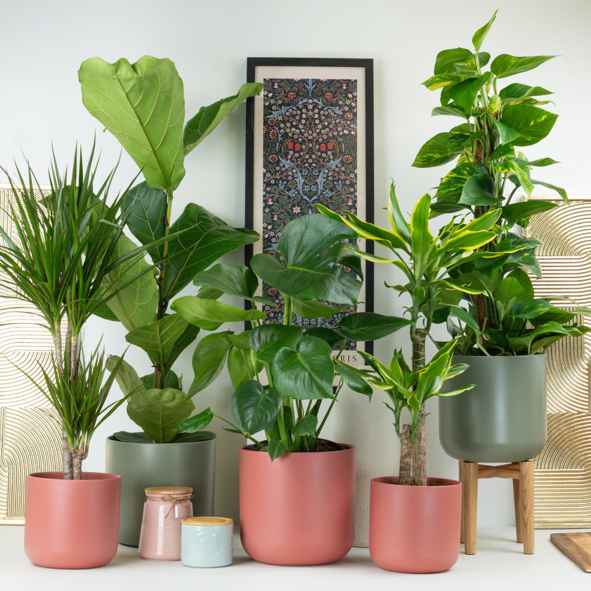 Luxury Big Leaf | Plant Bundle