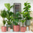 Large & Tall Plants