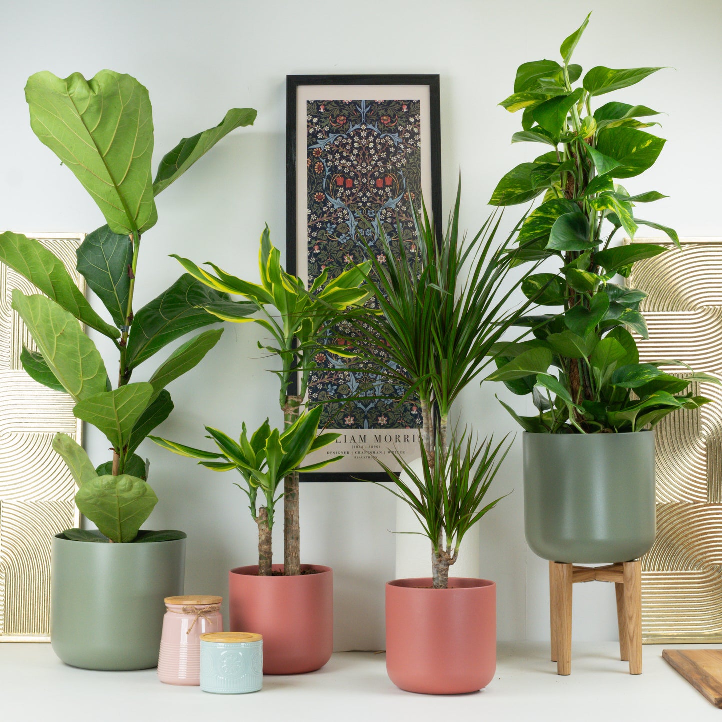Luxury Green Living | Plant Bundle