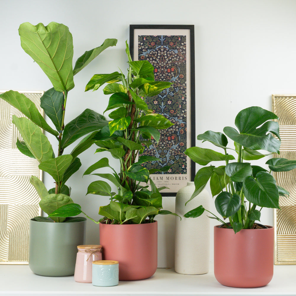 Indoor Foliage Fusion | Plant Bundle | 3 X PLANTS | 3 X POTS | Indoor Plant Bundle