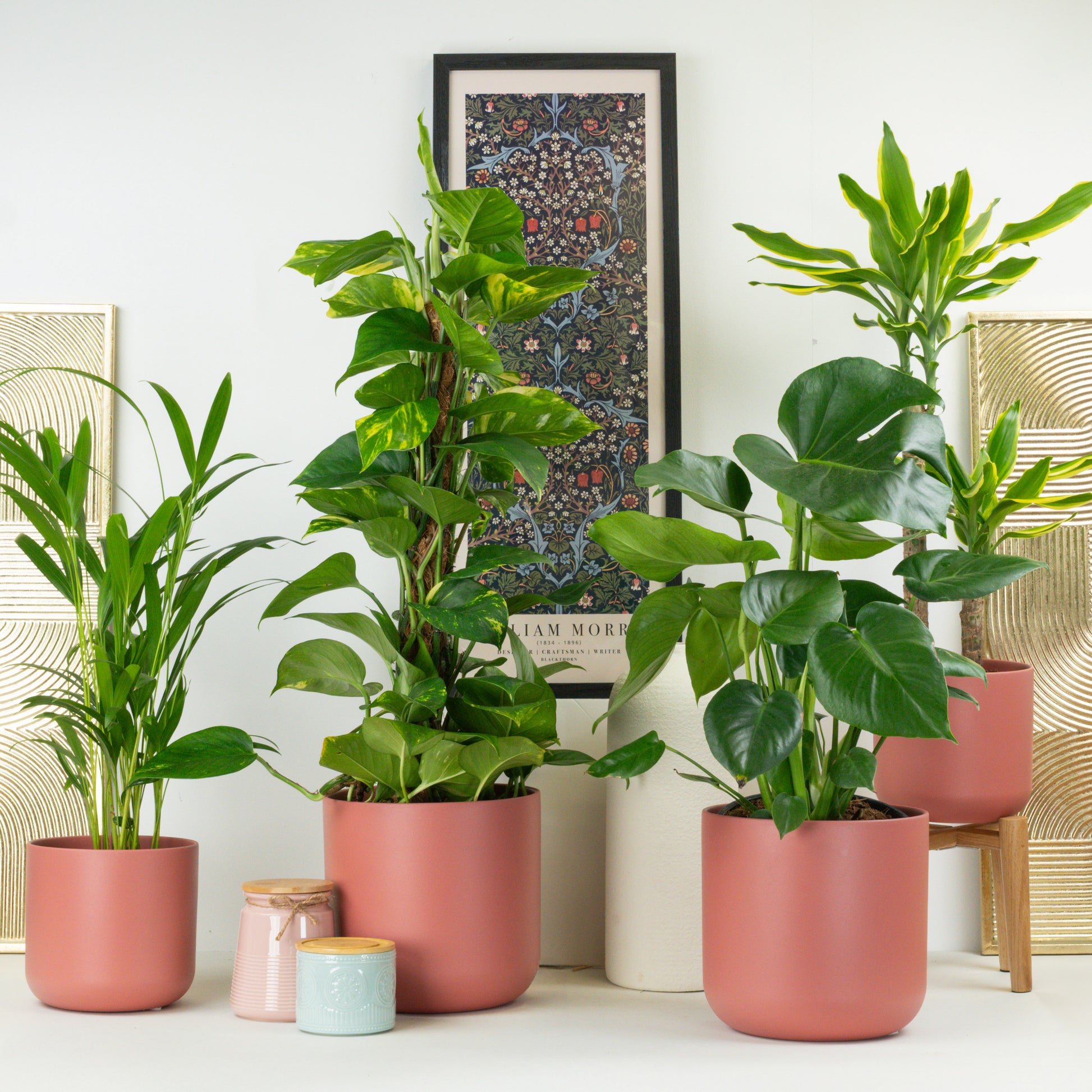 Easy Home Styling | Plant Bundle