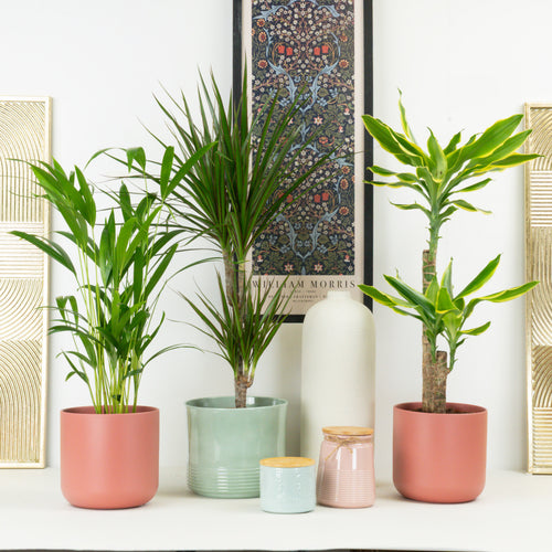 Tropical Palms  | Plant Bundle