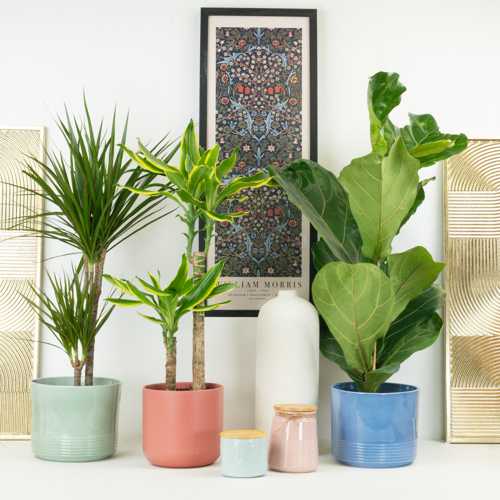 Indoor Dramatic | Plant Bundle | 3 X PLANTS | 3 X POTS | Indoor Plant Bundle