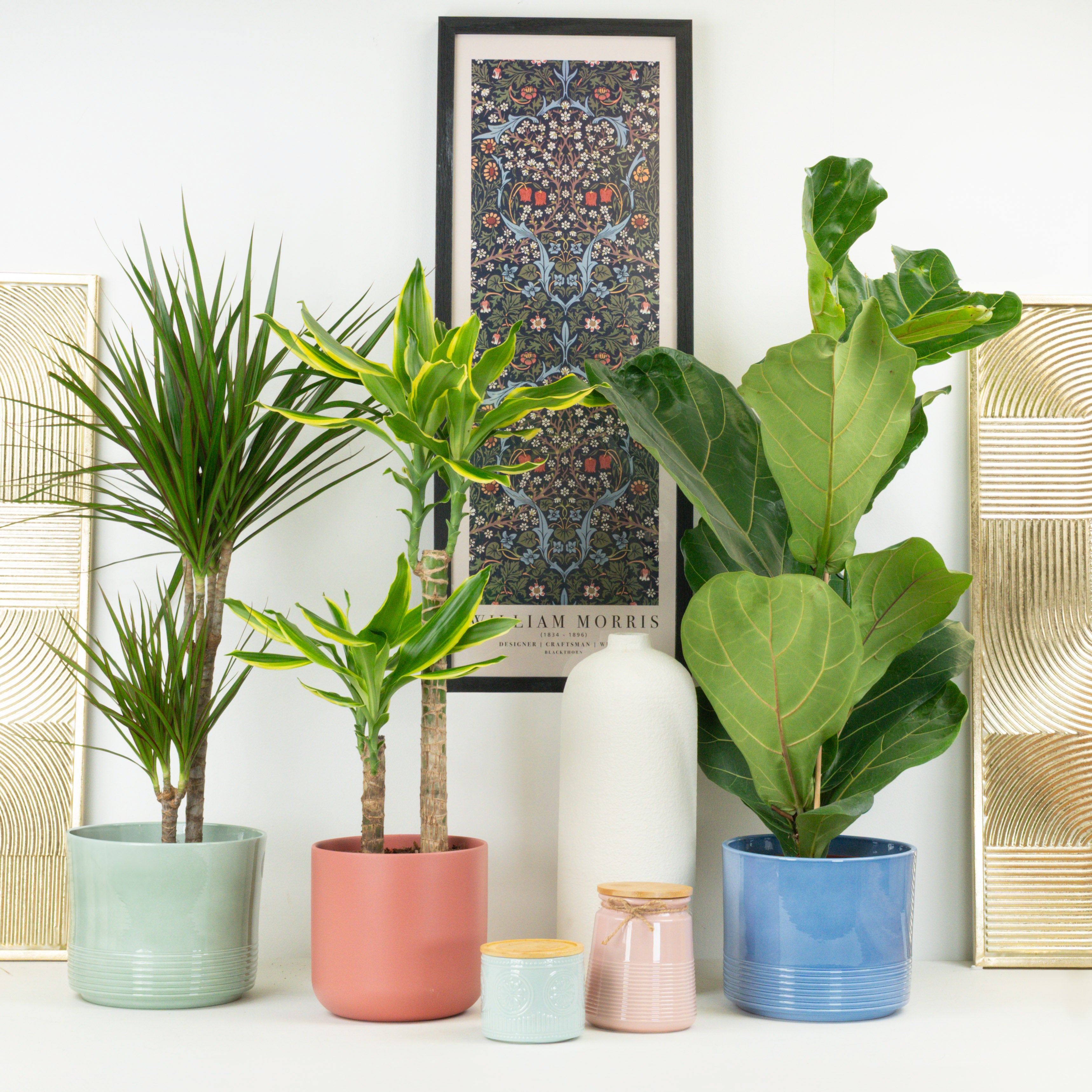 large indoor plant pots uk Dramatic | Plant Bundle | 3 X PLANTS