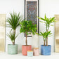 Tropical Retreat | Tall Plant Bundle