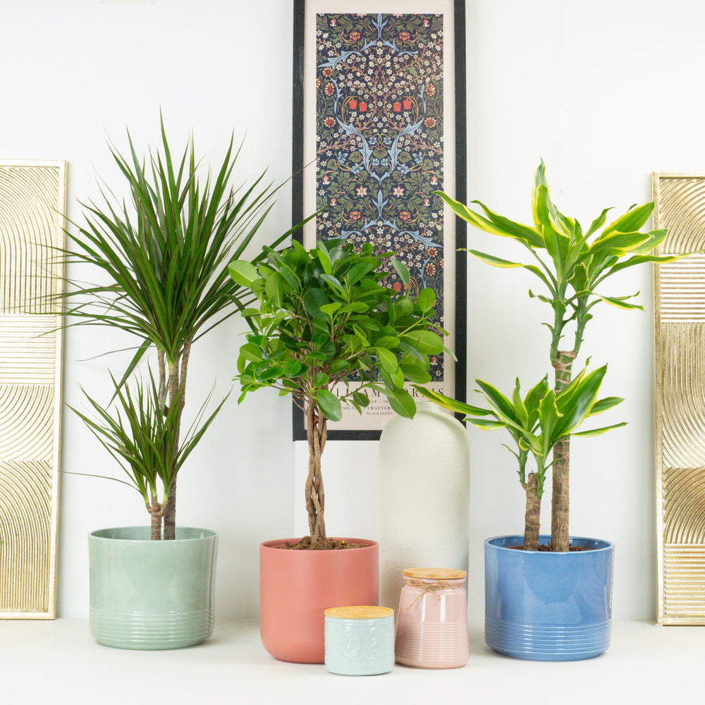 Indoor Tropical Retreat | Plant Bundle | 3 X PLANTS | 3 X POTS | Indoor Plant Bundle