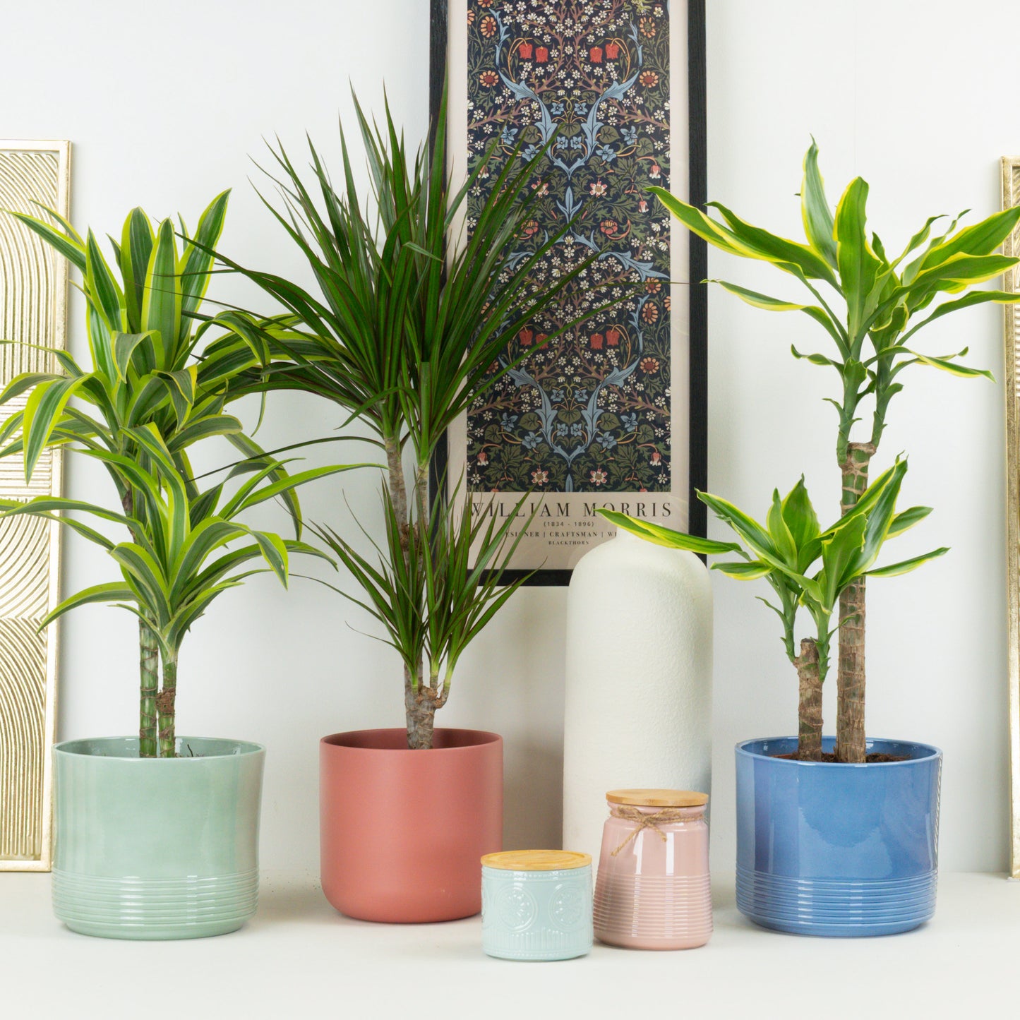 Signature Palm Collection | Plant Bundle