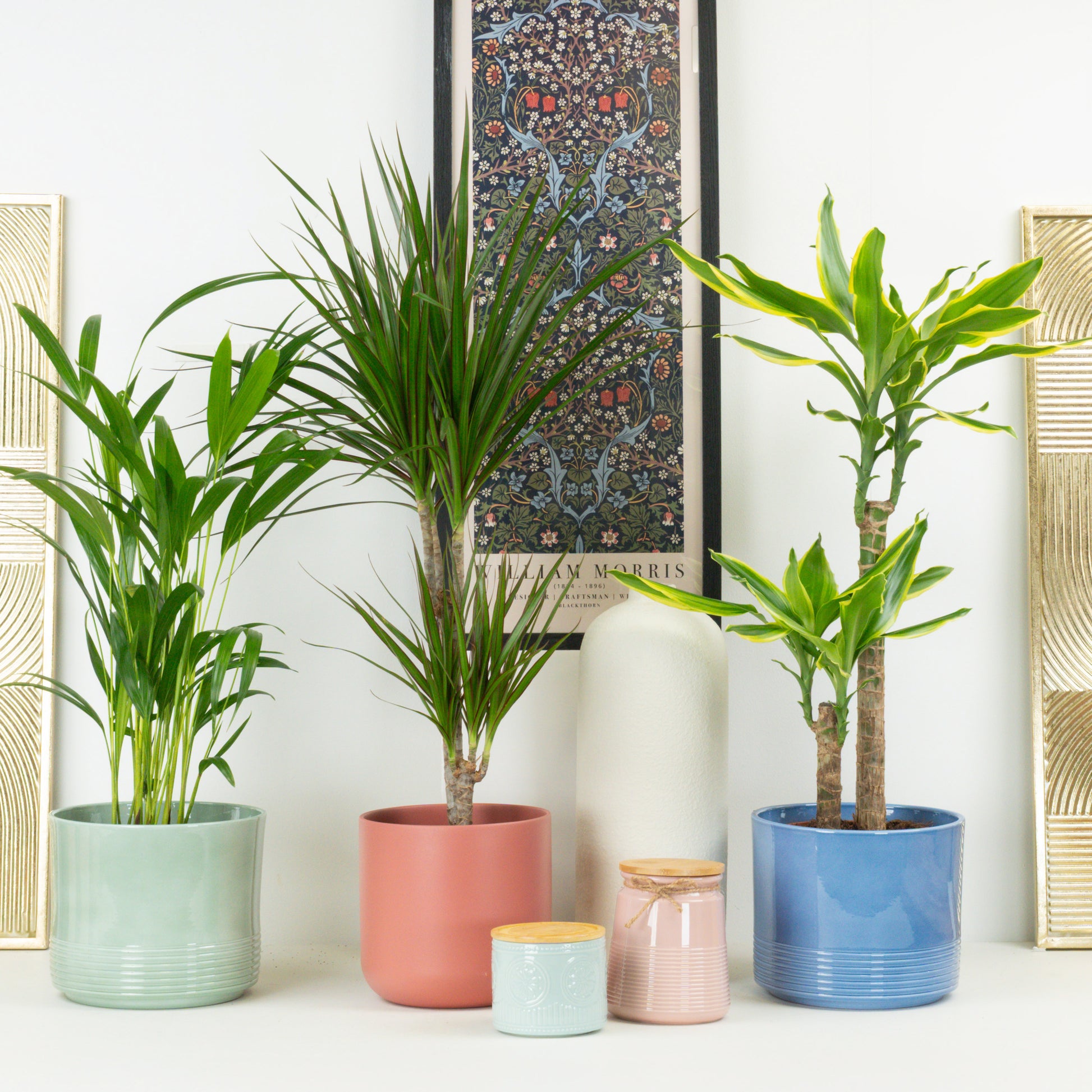 Tropical Palm Mix | Plant Bundle