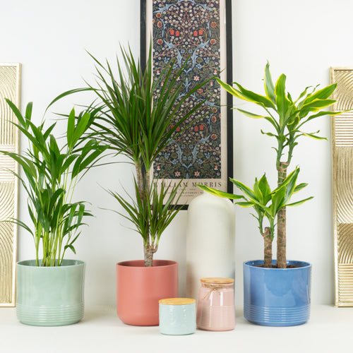Tropical Palm Mix | Plant Bundle
