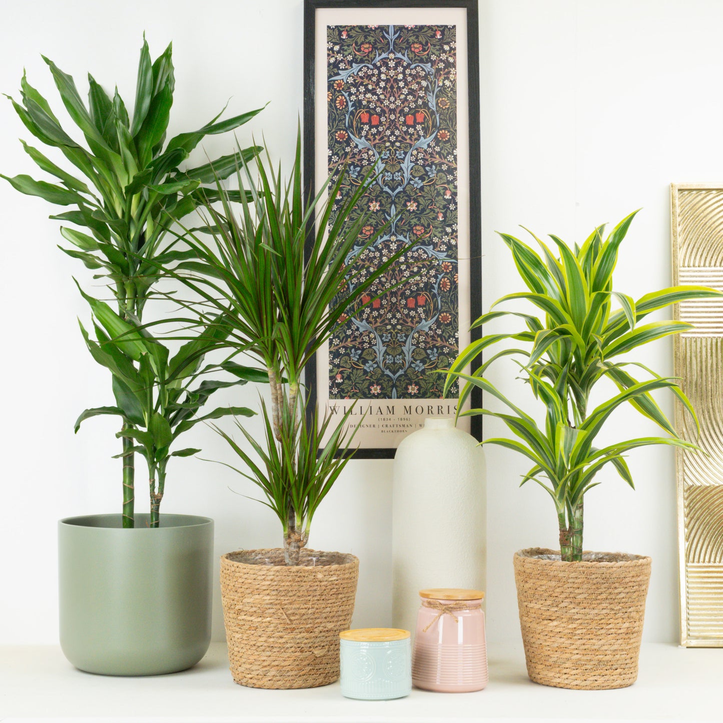 Palm Paradise | Plant Bundle