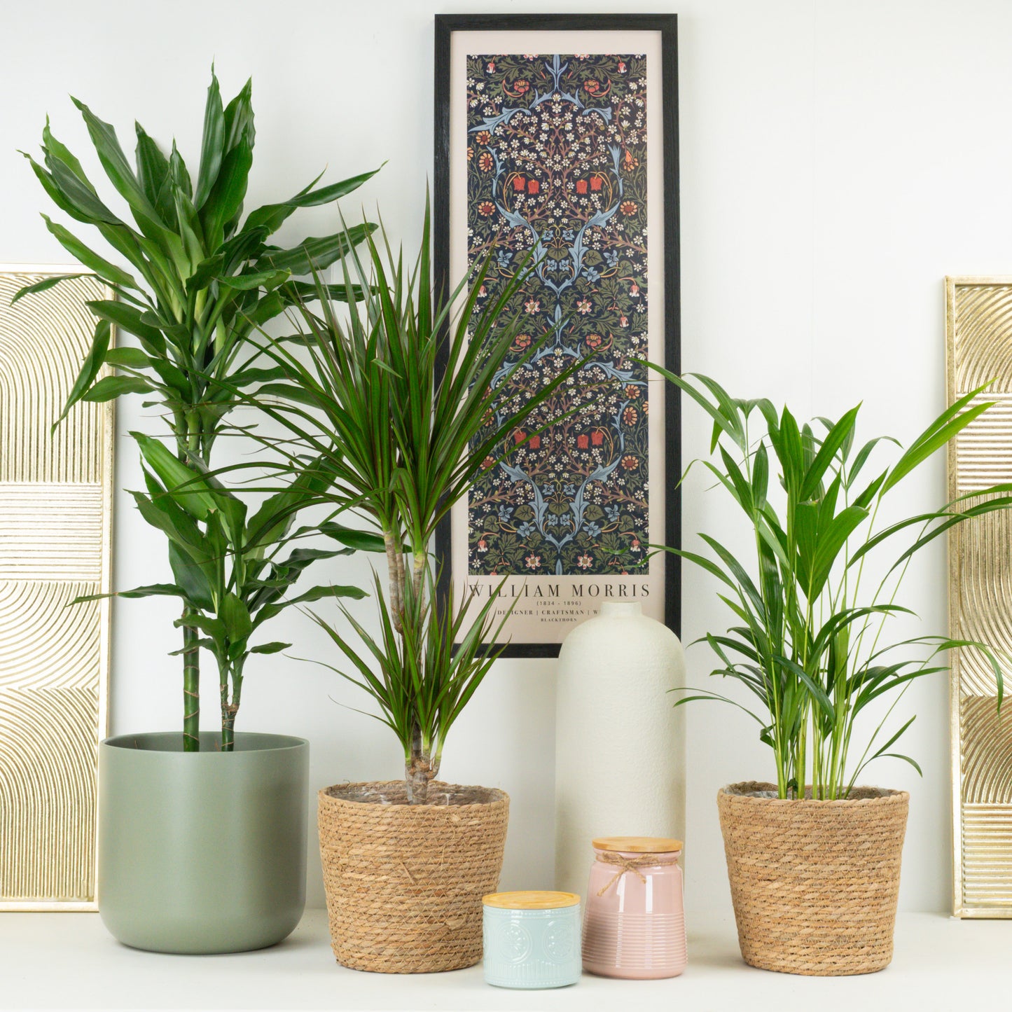 Palm Oasis | Plant Bundle