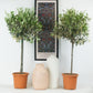 Olive Tree
