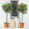 Olive Tree