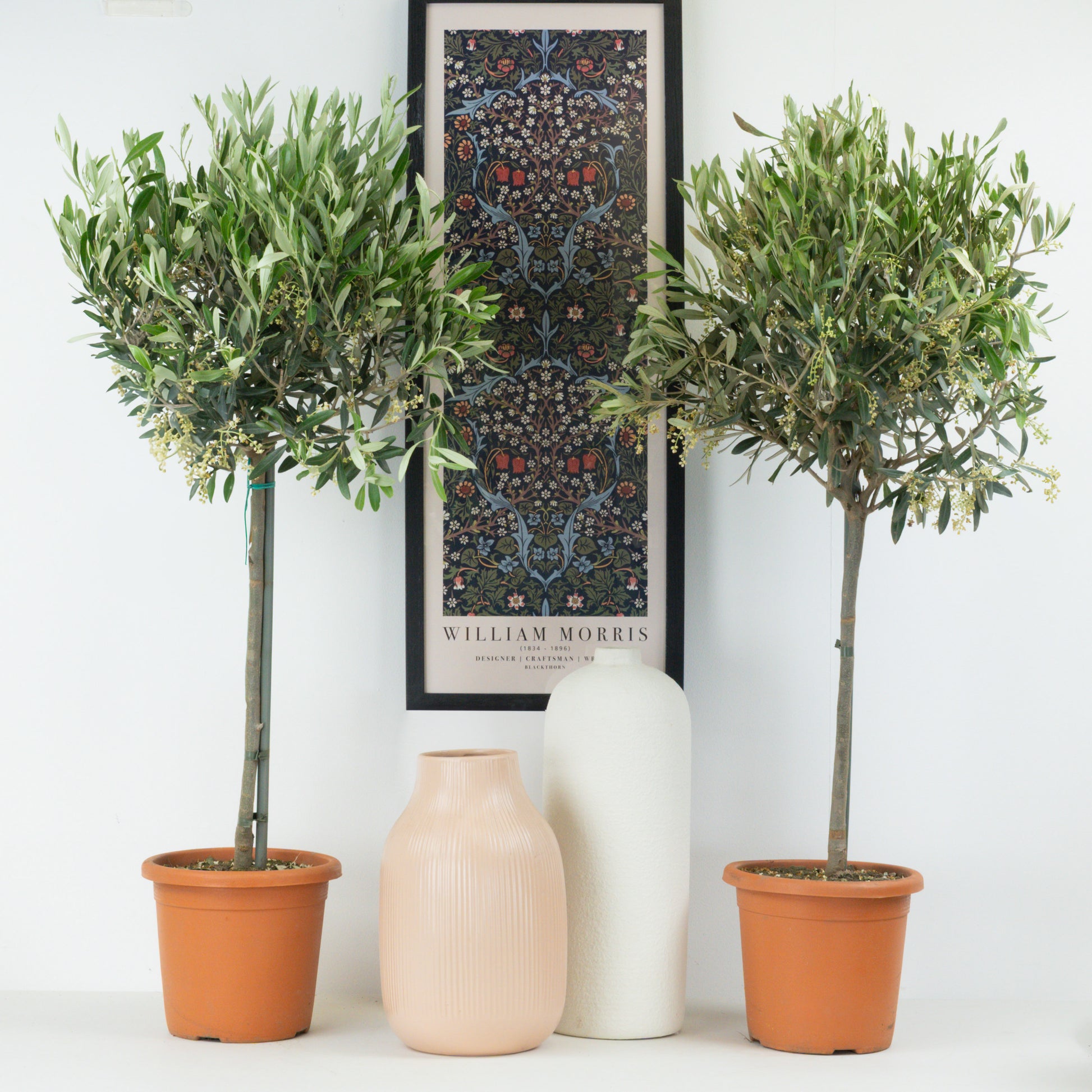 Olive Tree