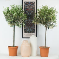 Olive Tree