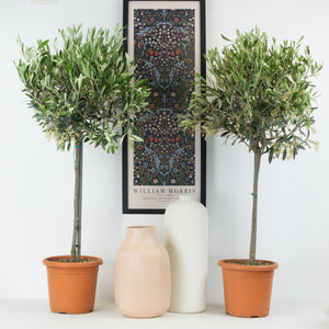 Olive Tree - Indoor Plant