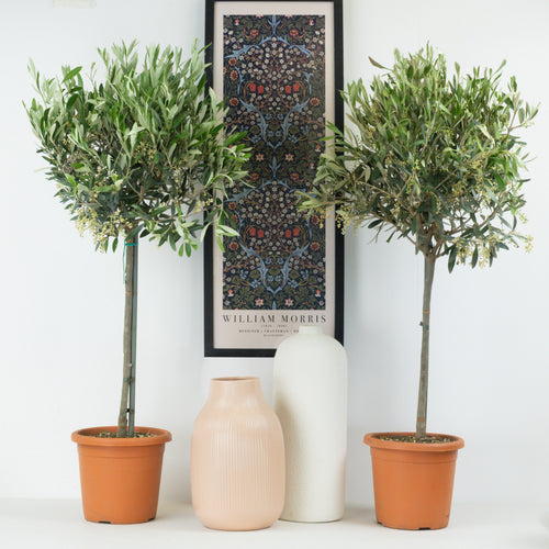 Olive Tree