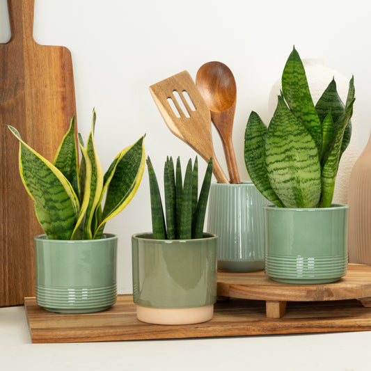 Striking Snake Trio | Plant Bundle | 