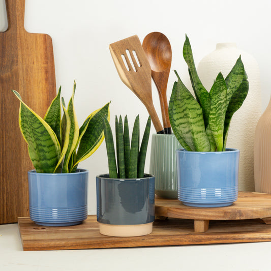Striking Snakes | Plant Bundle | Indoor Plants On Sale