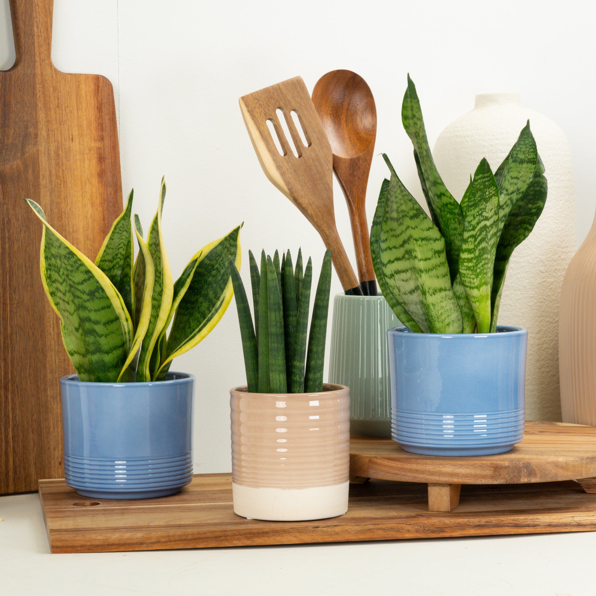 Trio Of Striking Snakes | Plant Bundle