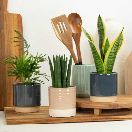Breathe Fresh | Plant Bundle | 