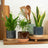 Plant Bundles