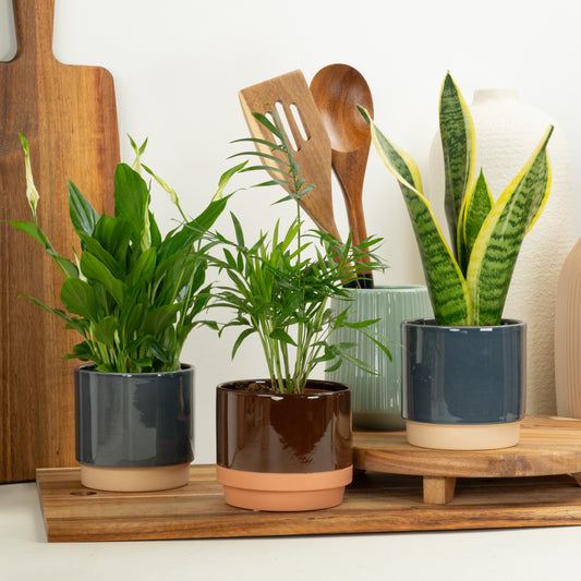 Breathe Clean | Plant Bundle | 