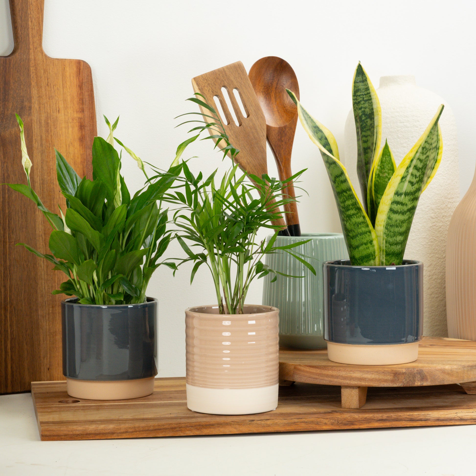 Breathe Pure | Plant Bundle