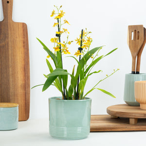 Butterfly Orchid | Tempera - Indoor Plant