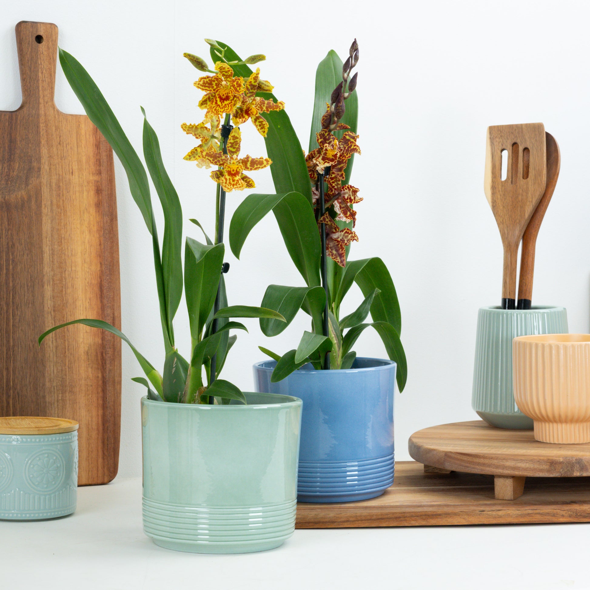 Cambria Orchid | Surprise Colour