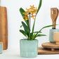 Cambria Orchid | Zesty