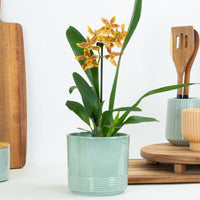 Cambria Orchid | Zesty