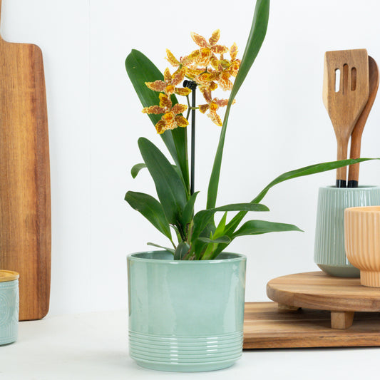 Cambria Orchid | Zesty | 