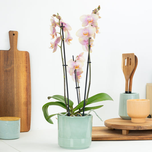 Phalaenopsis Orchid | Caramel | Pet Safe Plants