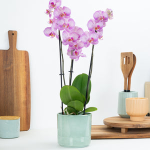 Phalaenopsis Orchid | Sugar Spoon - Indoor Plant