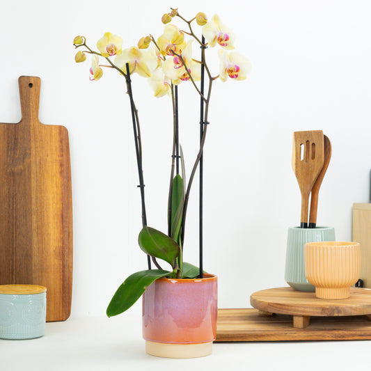 Phalaenopsis Orchid | Desert Breeze | 