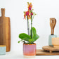 Phalaenopsis Orchid | Bolgheri