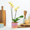 Phalaenopsis Orchid | Miraflor