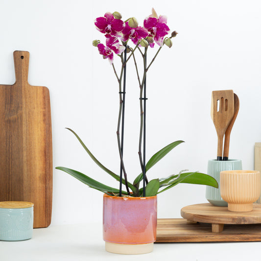 Phalaenopsis Orchid | Dragon Fruit | Indoor Plants