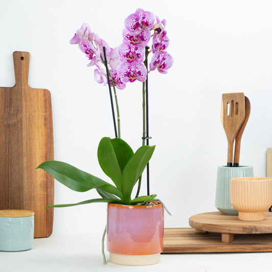 Phalaenopsis Orchid | Parade | Pet Safe Plants