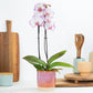 Phalaenopsis Orchid | Pink Flash
