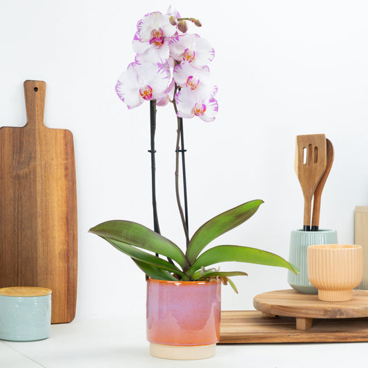 Phalaenopsis Orchid | Pink Flash | Pet Safe Plants