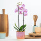 Phalaenopsis Orchid | Sugar Spoon