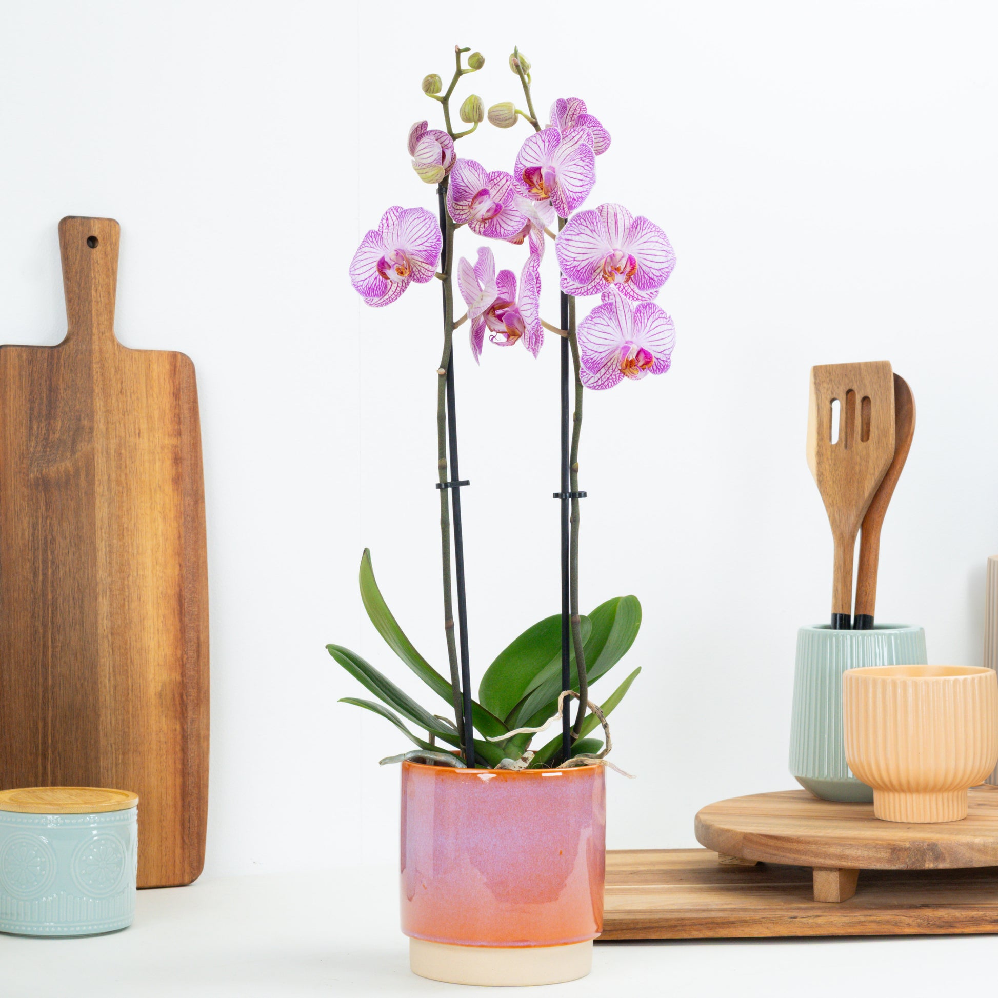 Phalaenopsis Orchid | Sugar Spoon