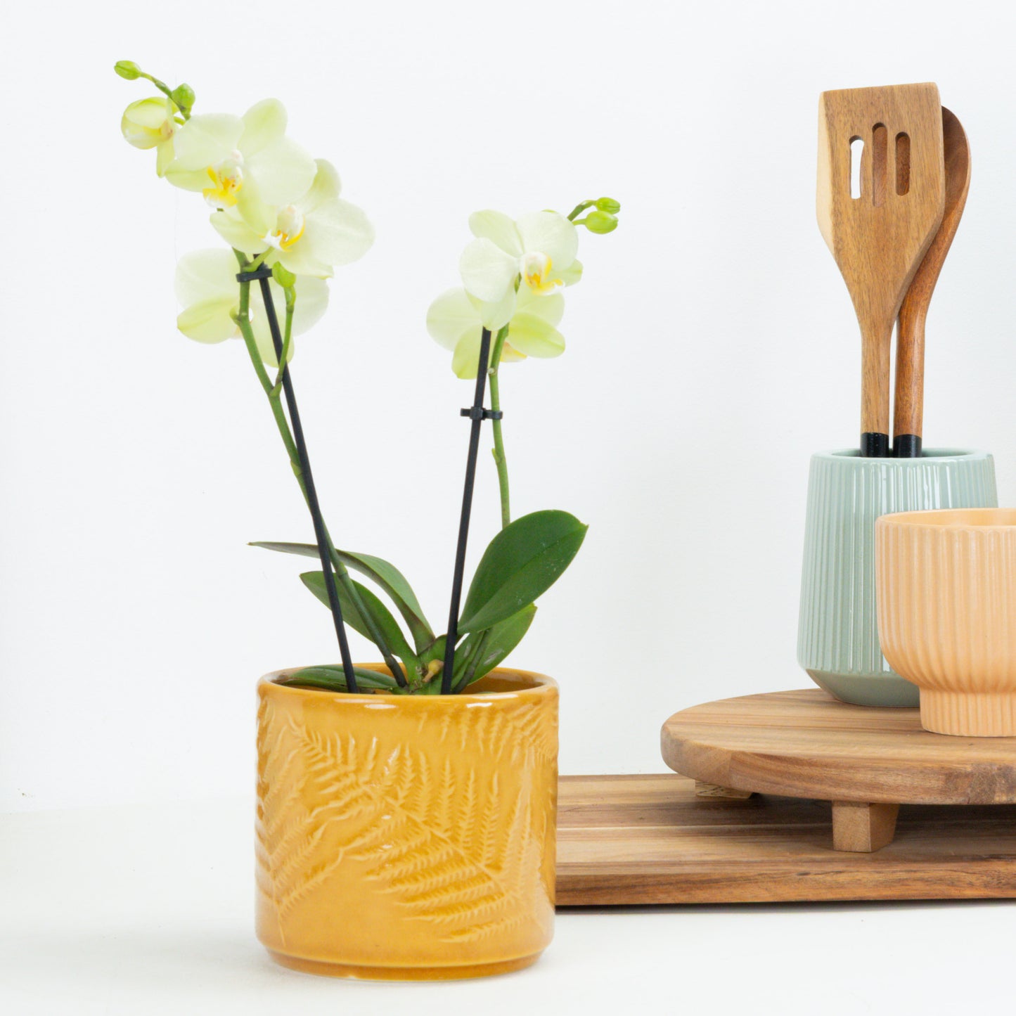 Phalaenopsis Orchid | Mint