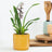 Orchid Plants