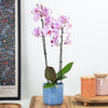 Phalaenopsis Orchid | Magic Art | Hard To Find