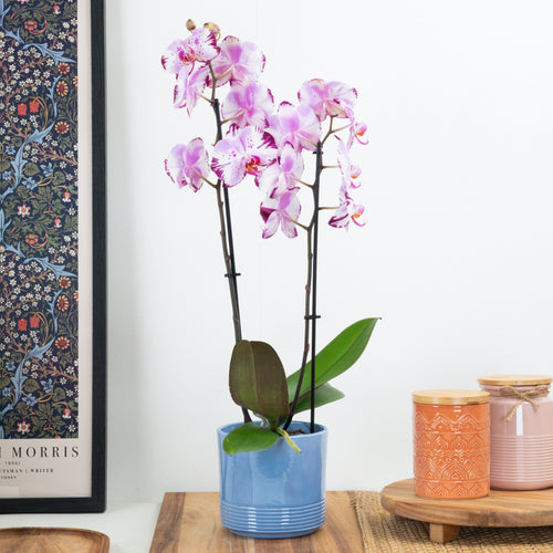Phalaenopsis Orchid | Magic Art | Hard To Find