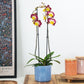 Phalaenopsis Orchid | Bee Happy